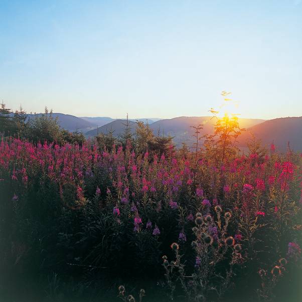 Wellnessurlaub in Baiersbronn im Schwarzwald ...